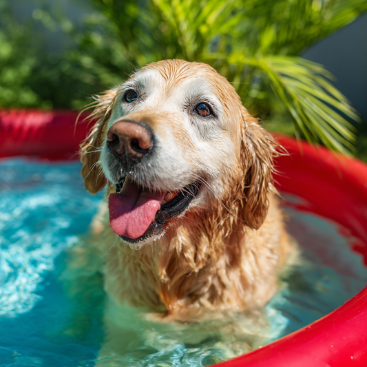 Piscina Portátil Dobrável
